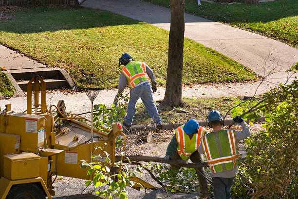 Reliable Tualatin, OR Tree Care  Solutions