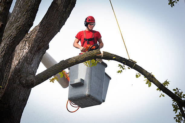 How Our Tree Care Process Works  in  Tualatin, OR